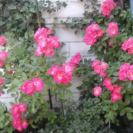 Lavanda E Rosmarino Sandigliano
