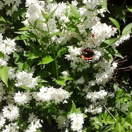 Couette-café Lavanda E Rosmarino Sandigliano