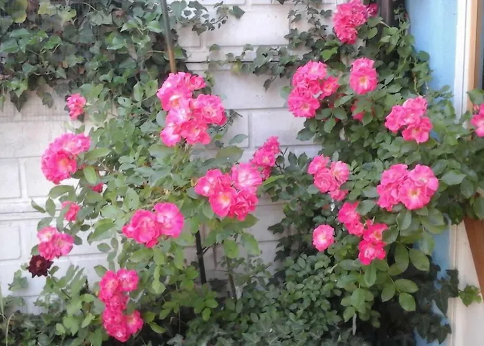 Lavanda E Rosmarino 산디글리아노